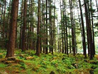 Manali Sanctuary